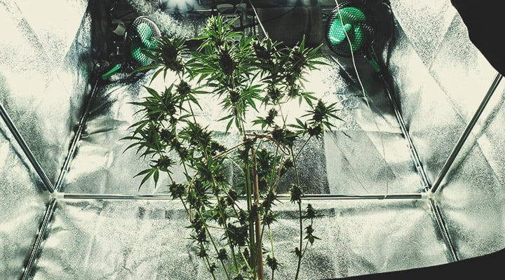 The Best Reflective Materials for Indoor Cannabis Growers RQS Blog